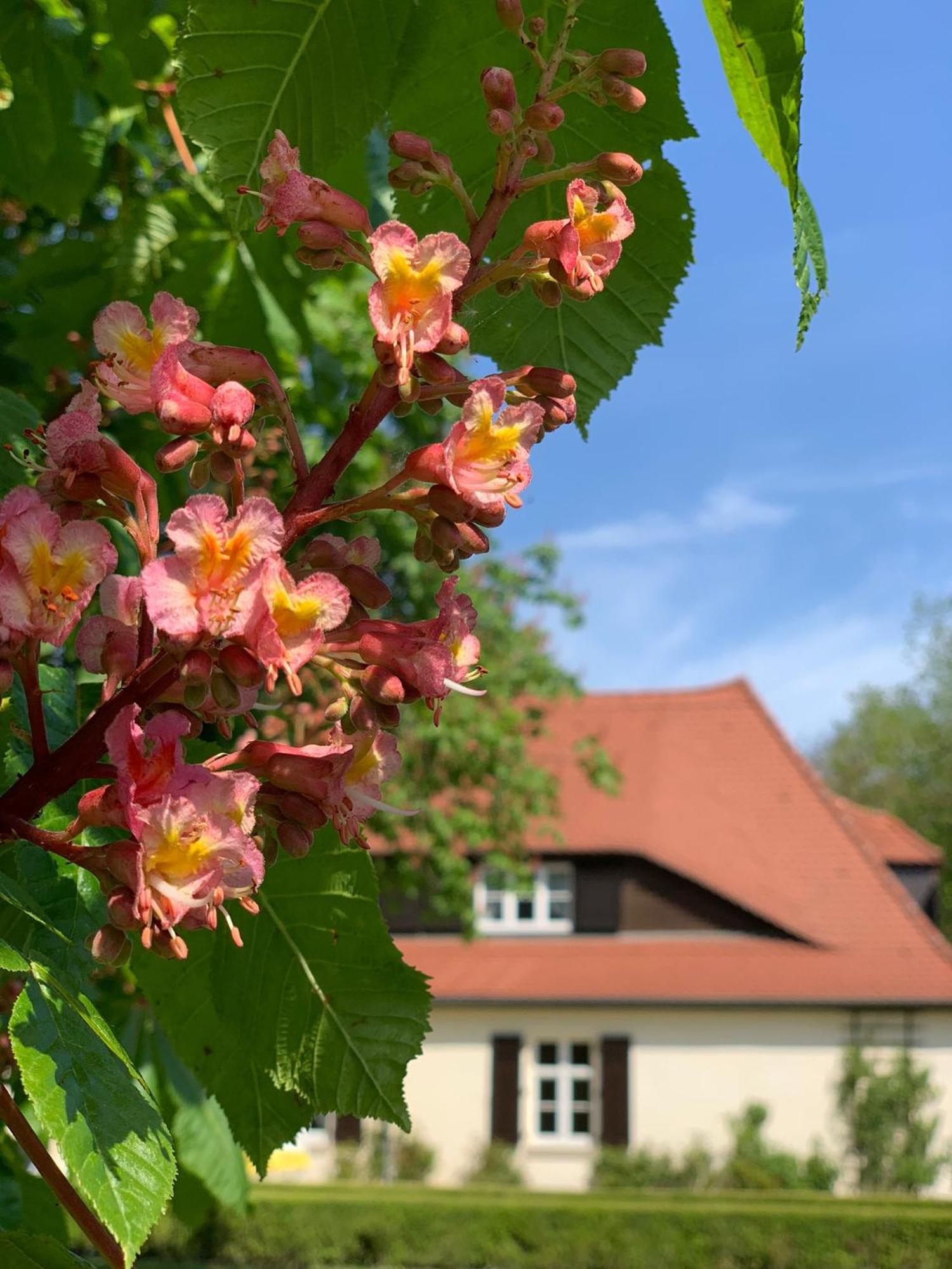 Landhaus Saaleck Naumburg  Dış mekan fotoğraf